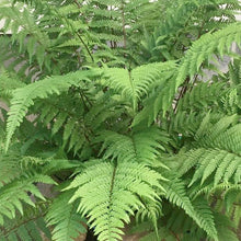 Load image into Gallery viewer, Fern - Lady in Red Fern - 2 Gallon