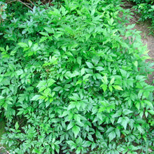 Load image into Gallery viewer, Xanthorhiza simplicissima - 2 Gallon Pot