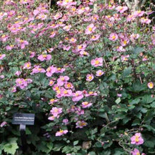 Load image into Gallery viewer, Anemone 'Lucky Charm'