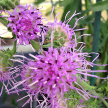 Load image into Gallery viewer, Liatris aspera