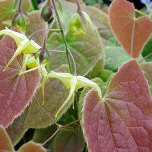 Load image into Gallery viewer, Epimedium lishihchenii - 1 Gallon