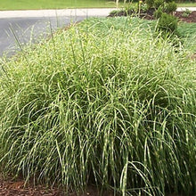 Load image into Gallery viewer, Miscanthus 'Little Zebra' - 3 Gallon Pot