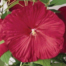 Load image into Gallery viewer, Hibiscus 'Luna Red' - 2 Gallon Pot