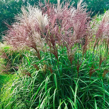 Load image into Gallery viewer, Miscanthus 'Malepartus' - 3 Gallon Pot