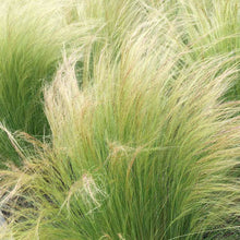 Load image into Gallery viewer, Nassella tenuissima