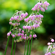 Load image into Gallery viewer, Allium cernuum - 1 Gallon Pot