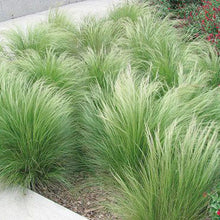 Load image into Gallery viewer, Nassella tenuissima