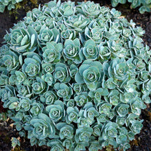 Load image into Gallery viewer, Sedum 'Rosetta' - 2 Gallon Pot