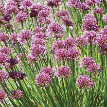 Load image into Gallery viewer, Allium 'Windy City'