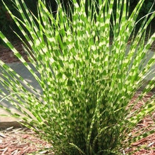 Load image into Gallery viewer, Miscanthus 'Little Zebra' - 3 Gallon Pot