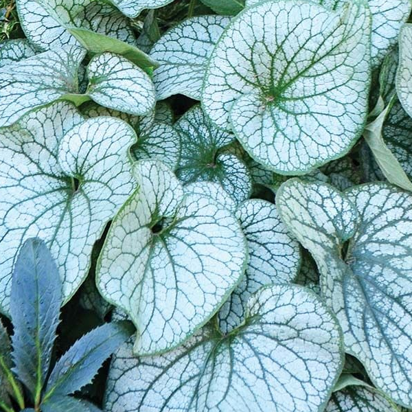 Brunnera 'Alexanders Great'
