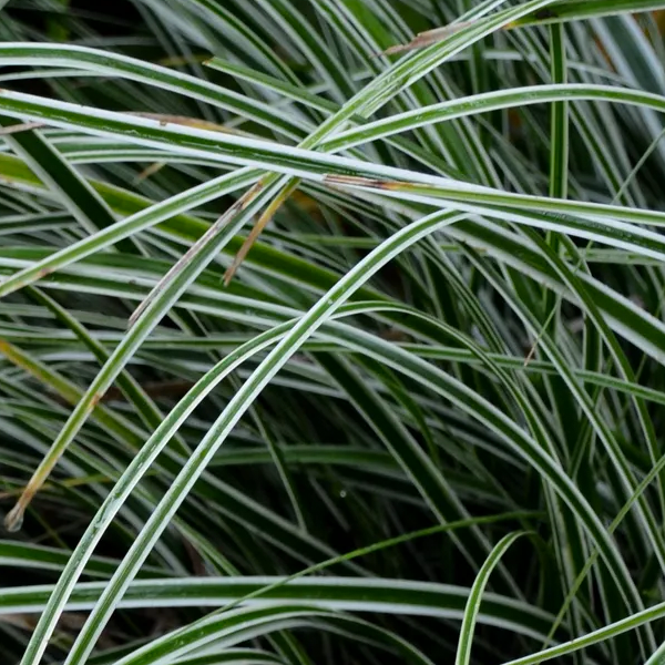 Carex oshimensis 'Eversheen'