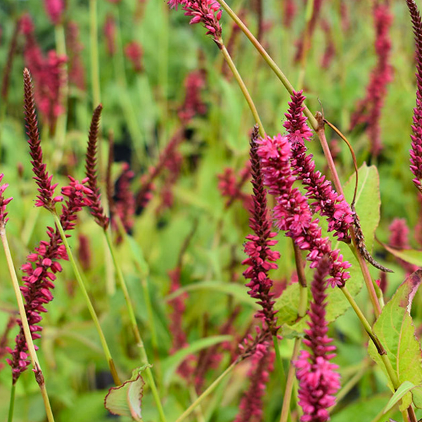 Persicaria amplexicaulis 'Firetail'