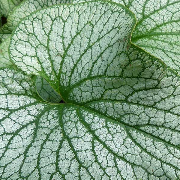 Brunnera 'Alexanders Great'