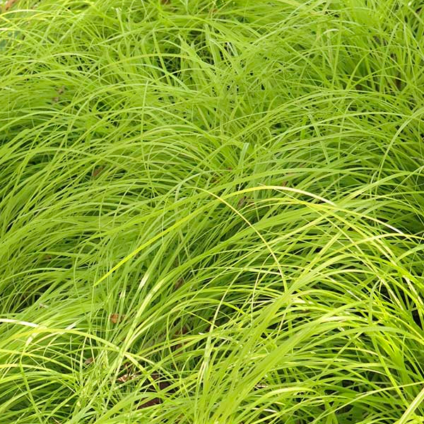 Carex oshimensis 'Everillo'