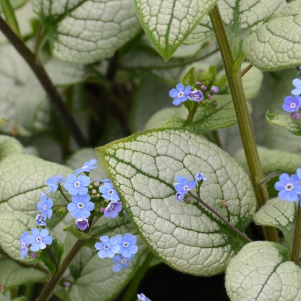 Brunnera macrophylla 'Alexandria'