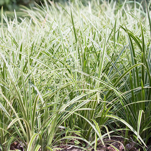 Carex morrowii 'Ice Dance'