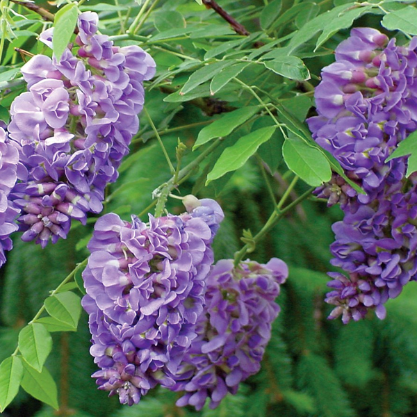 Wisteria frutescens 'Amethyst Falls'