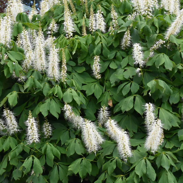 Aesculus parviflora