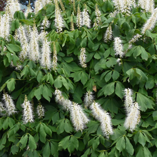 Load image into Gallery viewer, Aesculus parviflora
