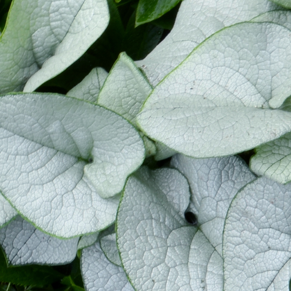 Brunnera macrophylla 'Alexandria'