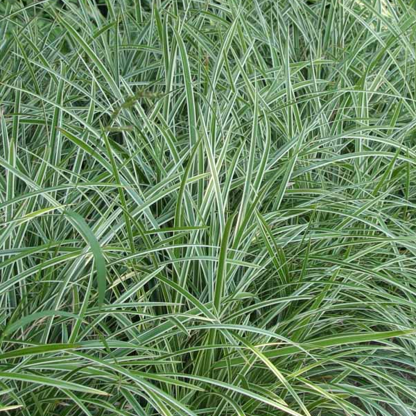 Carex morrowii 'Ice Dance'
