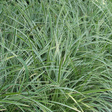 Load image into Gallery viewer, Carex morrowii &#39;Ice Dance&#39;
