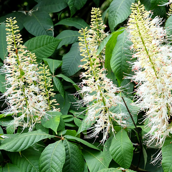 Aesculus parviflora