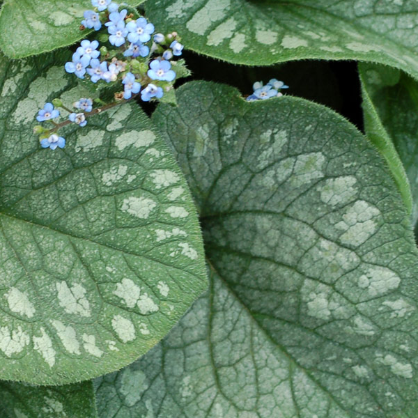 Brunnera macrophylla 'Emerald Mist'