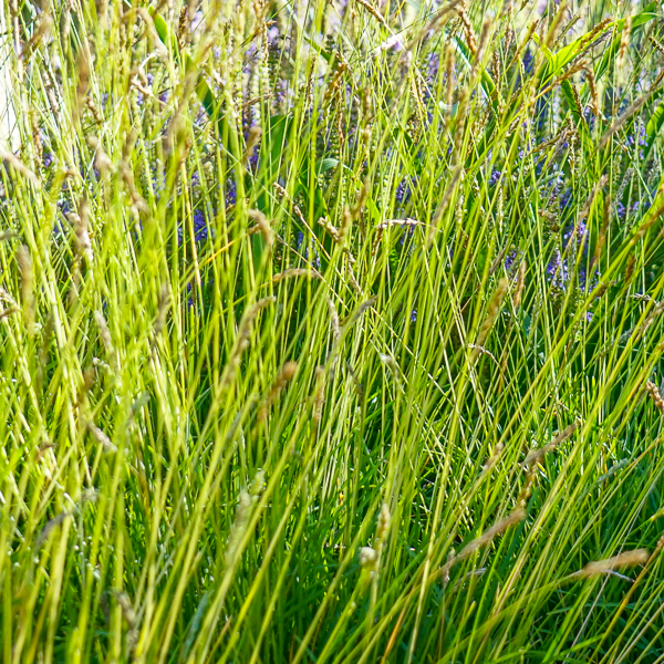 Sesleria autumnalis 'Greenlee'