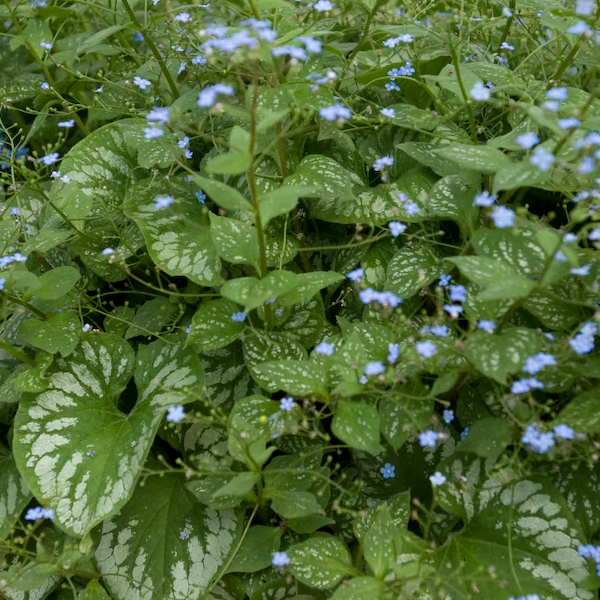 Brunnera macrophylla 'Emerald Mist'
