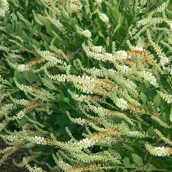 Clethra alnifolia 'Summer Sparkler'