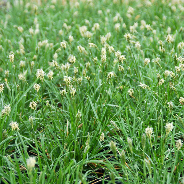 Sesleria autumnalis 'Greenlee'