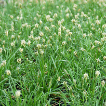 Load image into Gallery viewer, Sesleria autumnalis &#39;Greenlee&#39;
