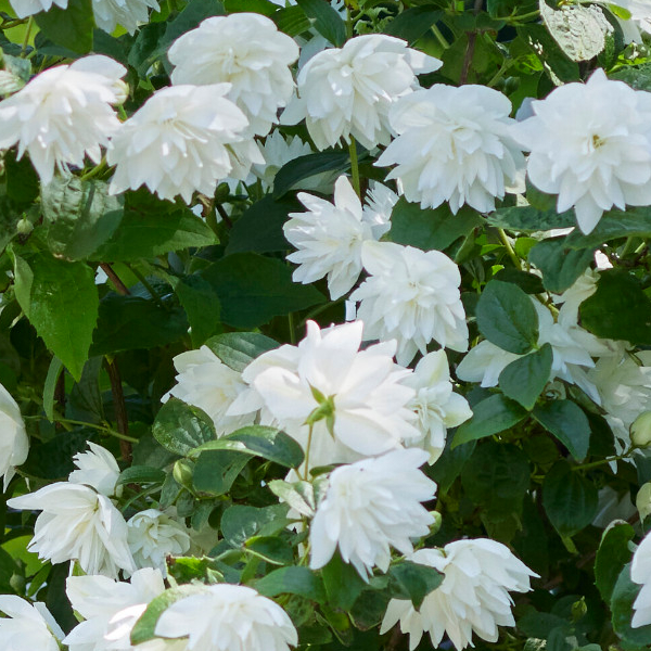 Philadelphus 'Pearls of Perfume'