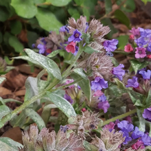 Load image into Gallery viewer, Pulmonaria saccharata &#39;High Contrast&#39;
