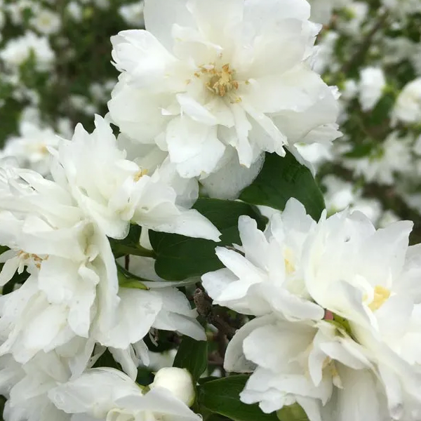 Philadelphus 'Pearls of Perfume'