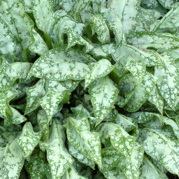 Pulmonaria saccharata 'High Contrast'