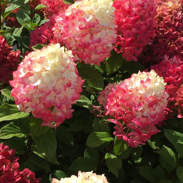 Hydrangea paniculata 'Little Lime Punch'