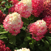 Load image into Gallery viewer, Hydrangea paniculata &#39;Little Lime Punch&#39;
