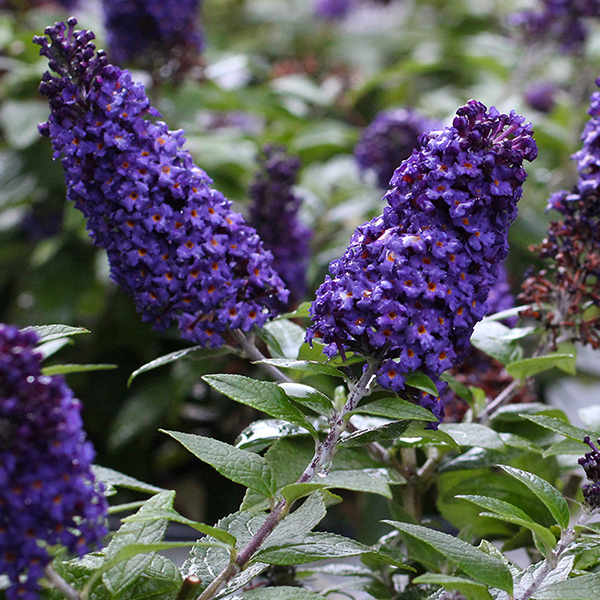Buddleia 'Pugster Blue'