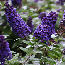 Load image into Gallery viewer, Buddleia &#39;Pugster Blue&#39;
