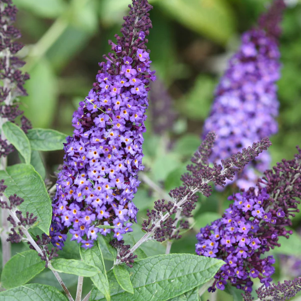 Buddleia 'Pugster Blue'