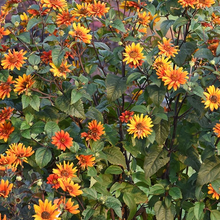 Load image into Gallery viewer, Heliopsis &#39;Bleeding Hearts&#39;
