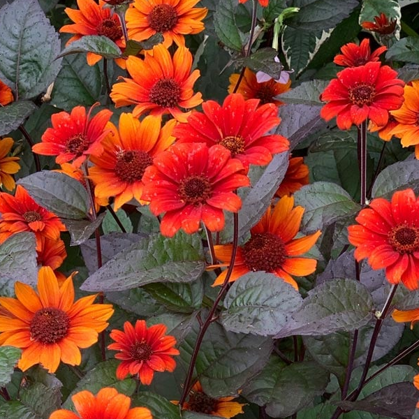 Heliopsis 'Bleeding Hearts'