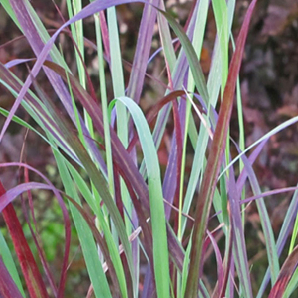 Panicum 'Ruby Ribbons'