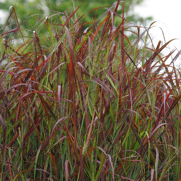 Panicum 'Ruby Ribbons'