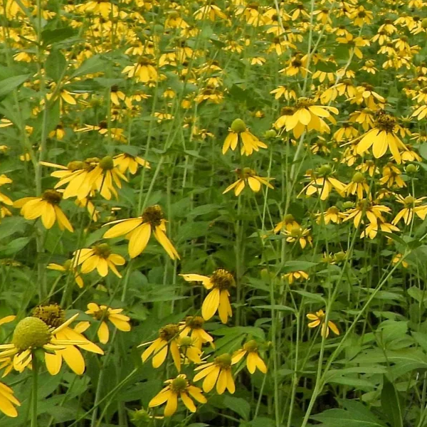 Rudbeckia laciniata