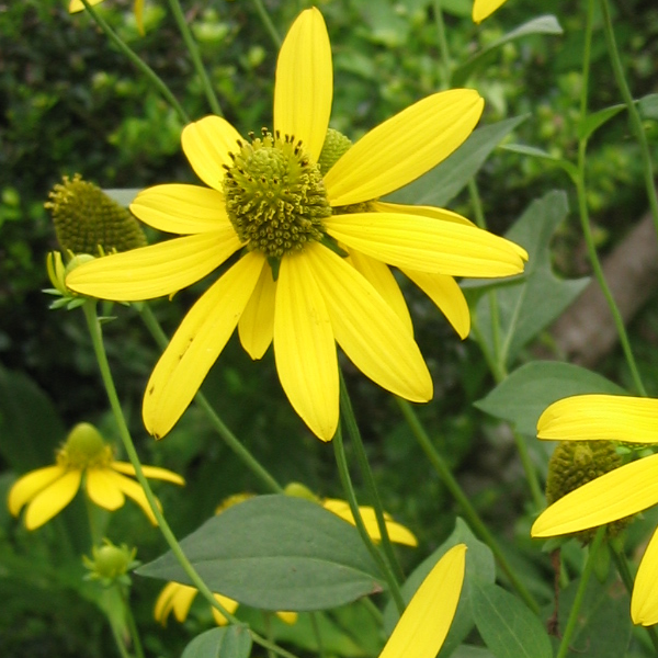 Rudbeckia laciniata