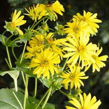 Load image into Gallery viewer, Silphium perfoliatum
